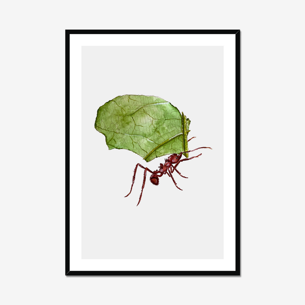Aquarelle naturaliste - La Fourmi