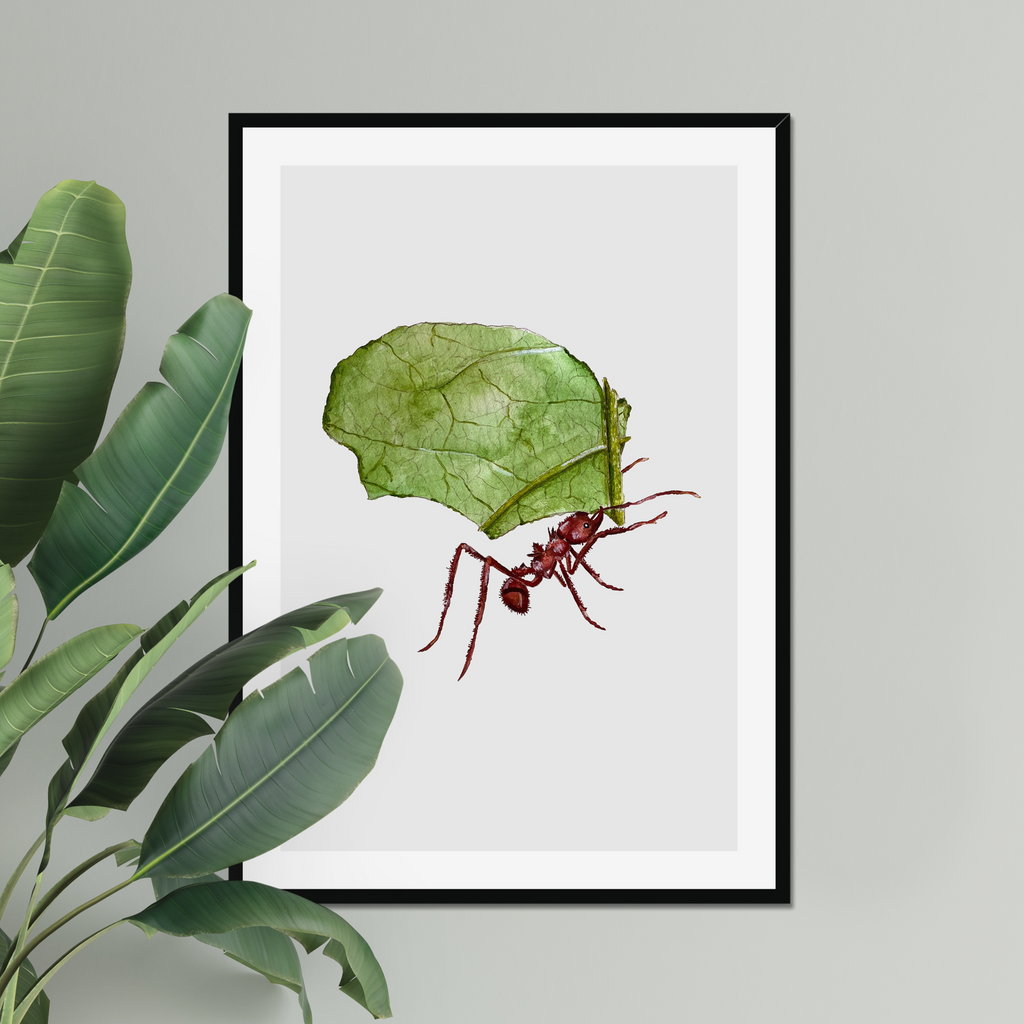 Aquarelle naturaliste - La Fourmi