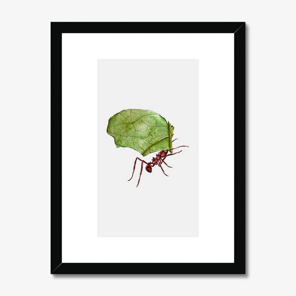 Aquarelle naturaliste - La Fourmi