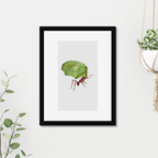 Aquarelle naturaliste - La Fourmi