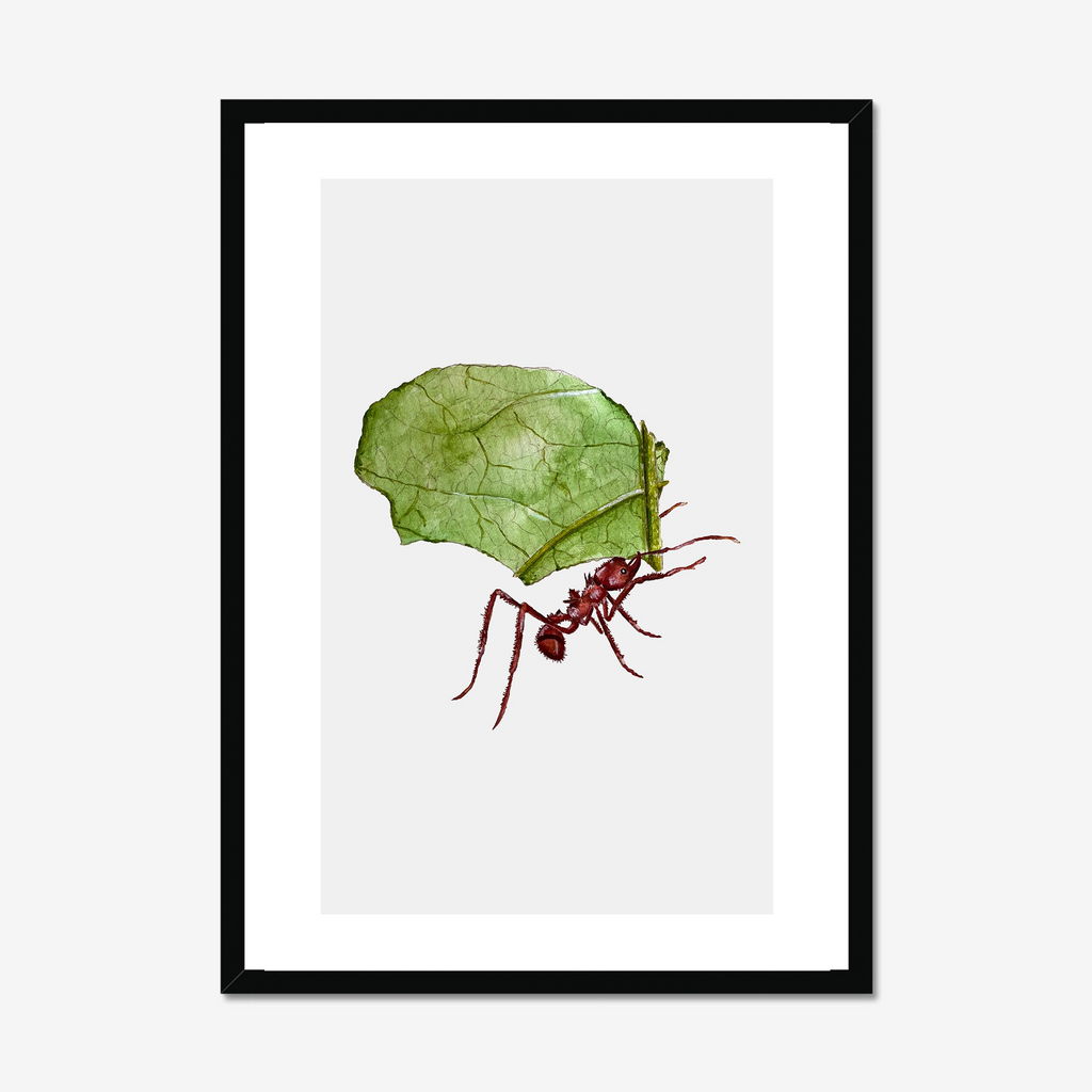 Aquarelle naturaliste - La Fourmi