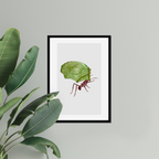 Aquarelle naturaliste - La Fourmi
