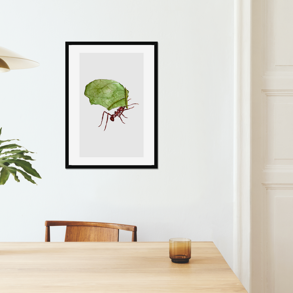 Aquarelle naturaliste - La Fourmi