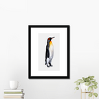 Aquarelle naturaliste - Le manchot royal