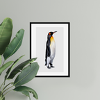 Aquarelle naturaliste - Le manchot royal