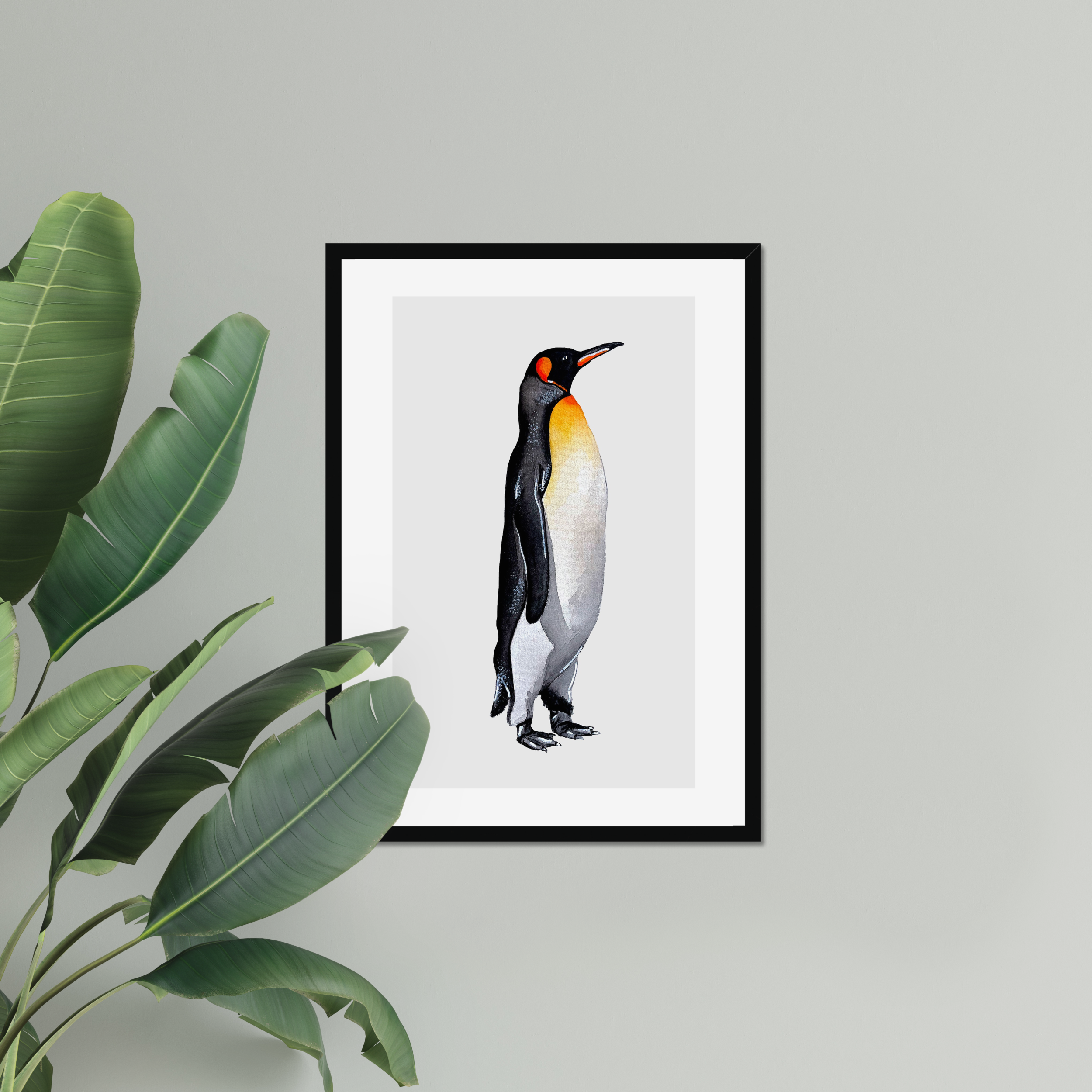 Aquarelle naturaliste - Le manchot royal