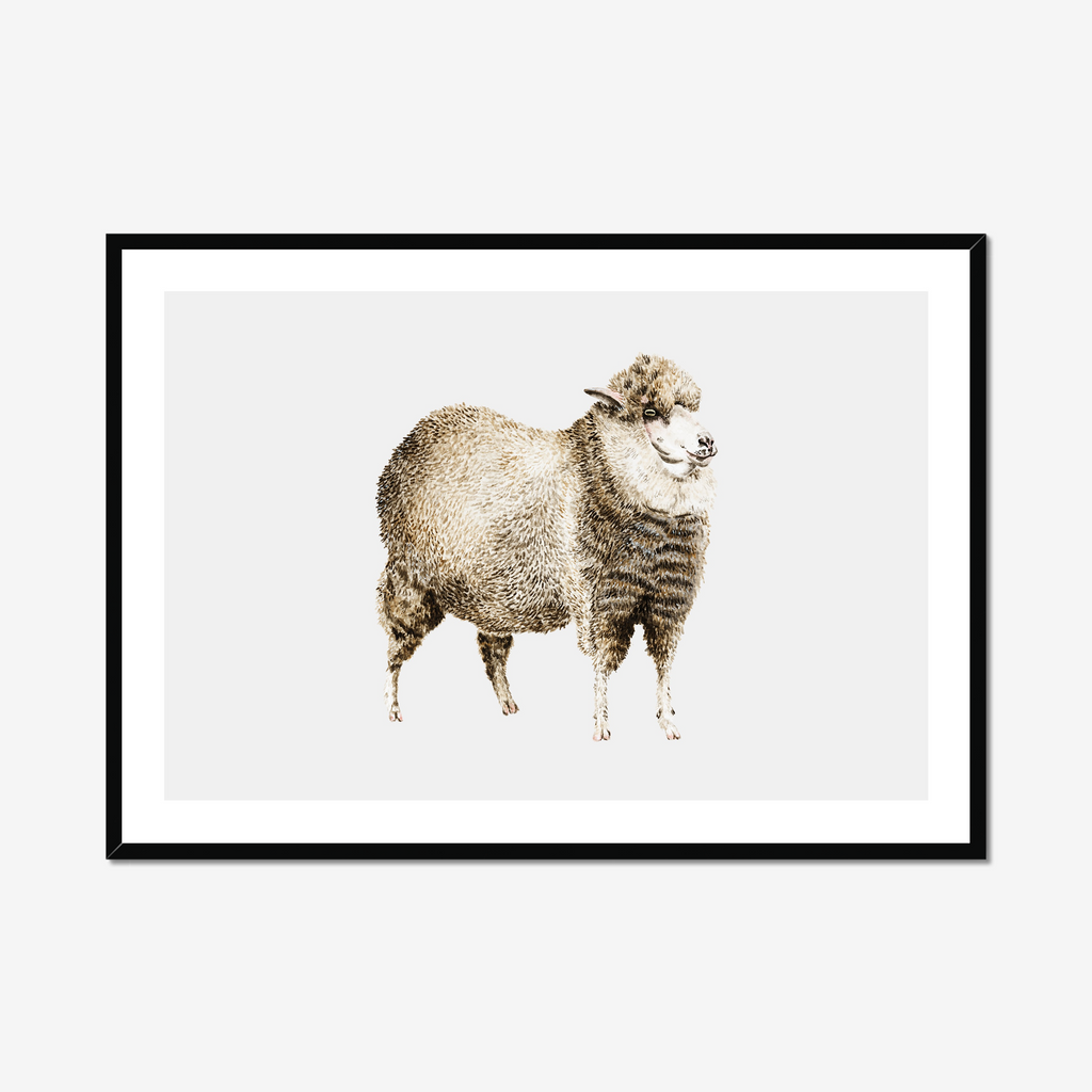 Aquarelle naturaliste - Le mouton
