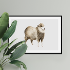 Aquarelle naturaliste - Le mouton