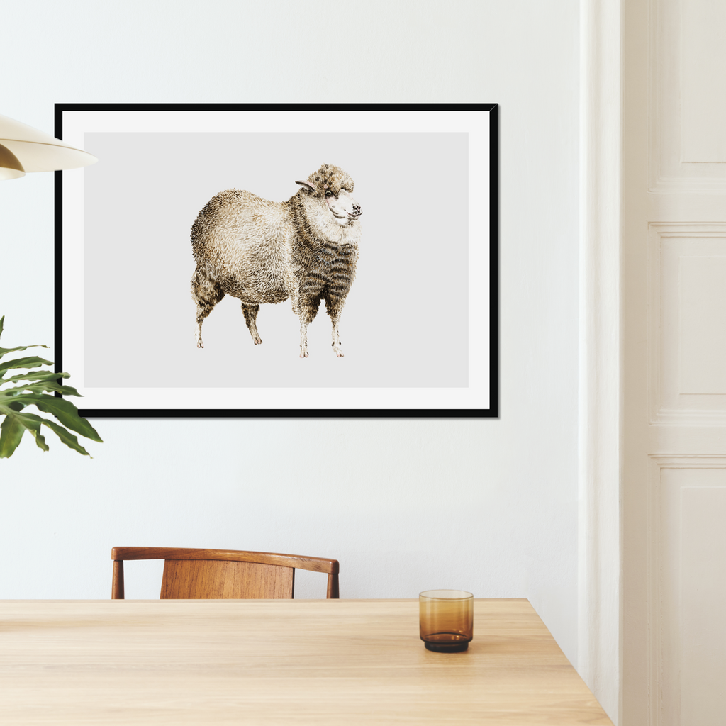 Aquarelle naturaliste - Le mouton
