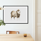 Aquarelle naturaliste - Le mouton