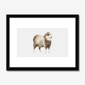 Aquarelle naturaliste - Le mouton