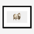 Aquarelle naturaliste - Le mouton