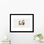 Aquarelle naturaliste - Le mouton