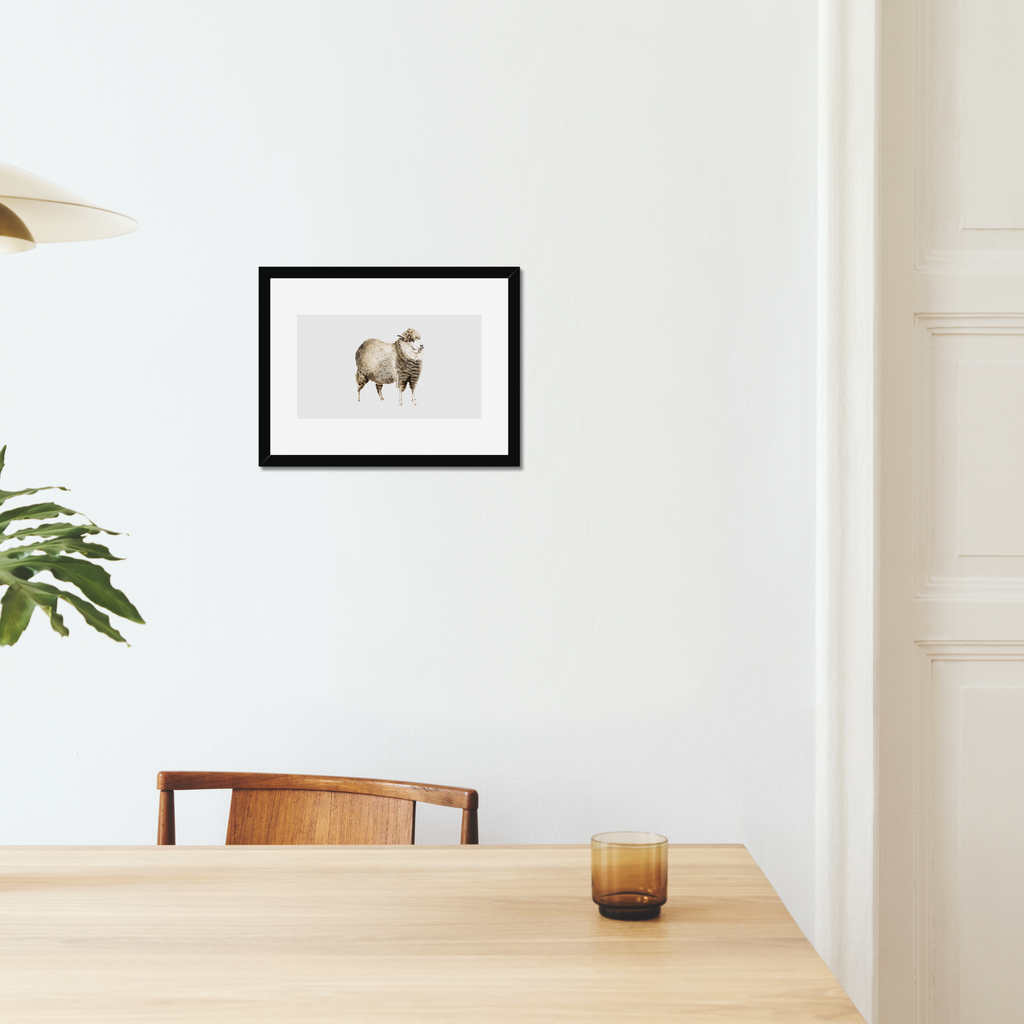 Aquarelle naturaliste - Le mouton