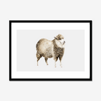 Aquarelle naturaliste - Le mouton