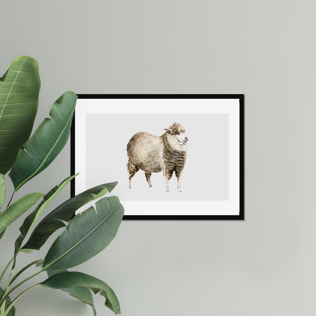 Aquarelle naturaliste - Le mouton