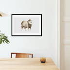 Aquarelle naturaliste - Le mouton