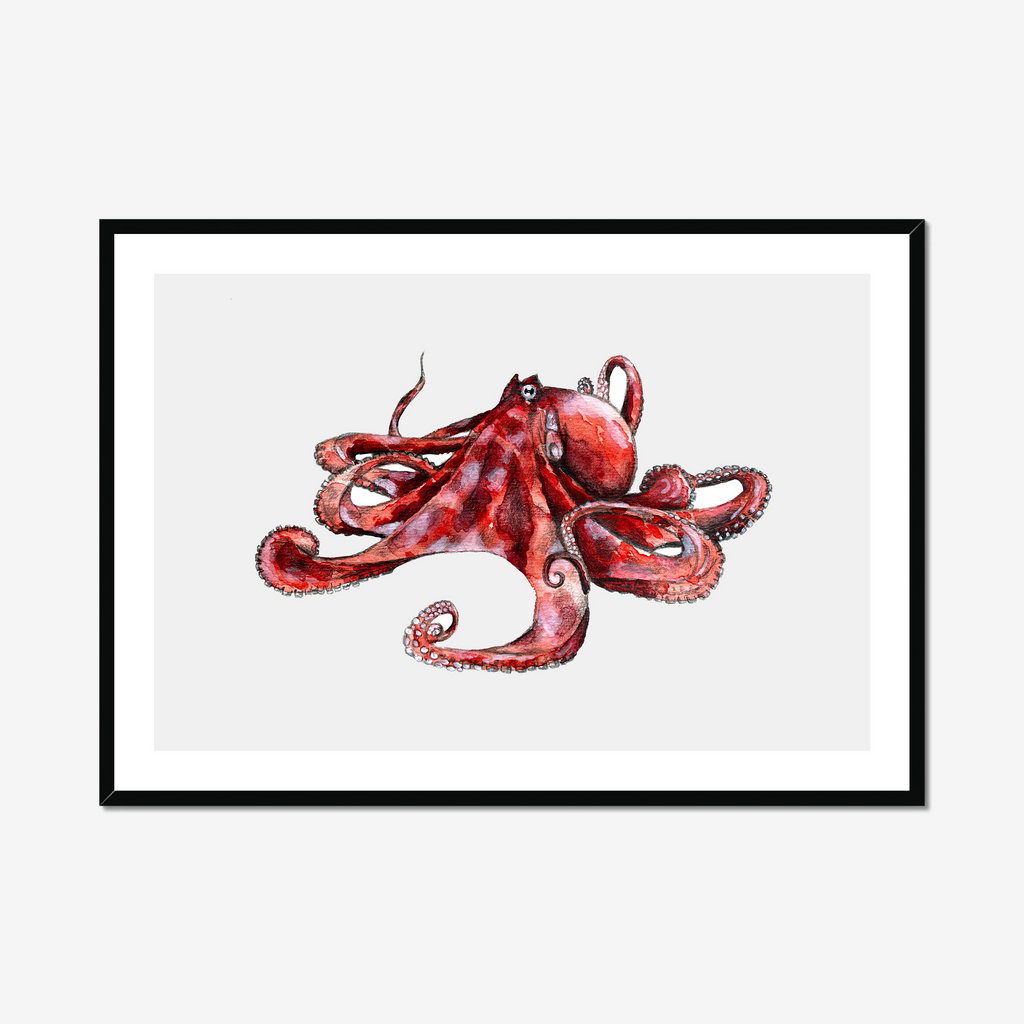 Aquarelle naturaliste - Le poulpe
