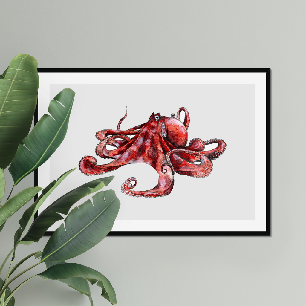 Aquarelle naturaliste - Le poulpe