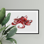 Aquarelle naturaliste - Le poulpe