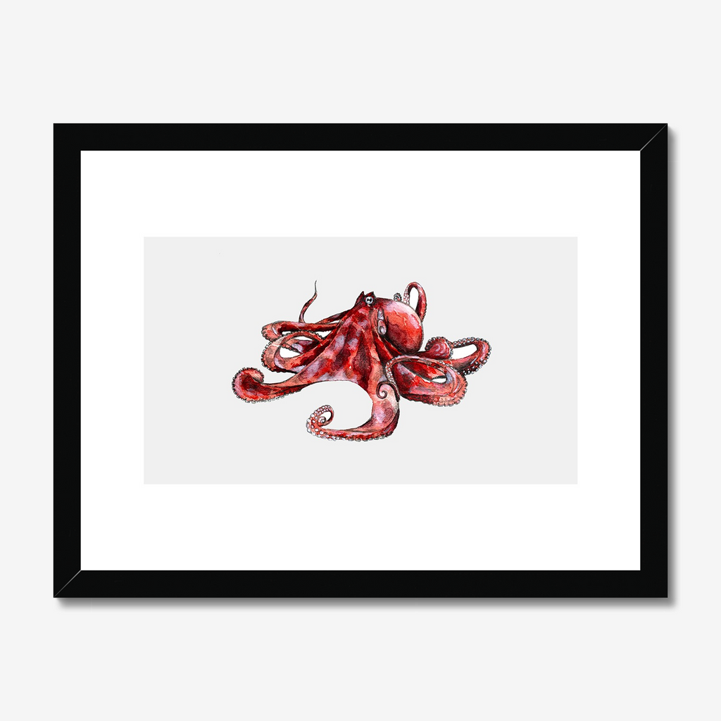 Aquarelle naturaliste - Le poulpe