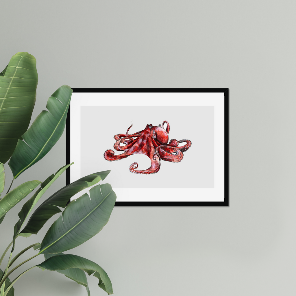 Aquarelle naturaliste - Le poulpe